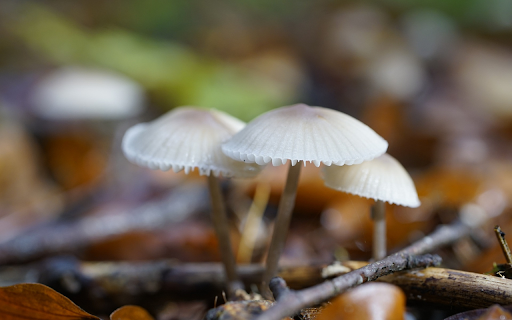 Natural white mushrooms  from Chrome web store to be run with OffiDocs Chromium online