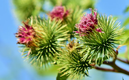 Nature’s Gift of Strength and Vitality  from Chrome web store to be run with OffiDocs Chromium online
