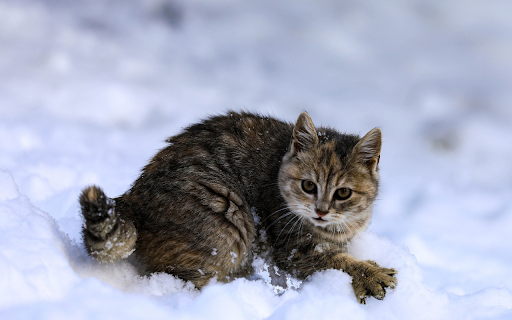 Naughty Kitten  from Chrome web store to be run with OffiDocs Chromium online