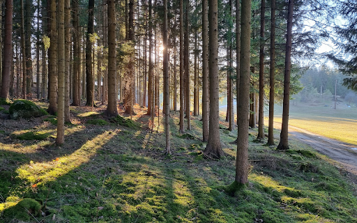 New forest  from Chrome web store to be run with OffiDocs Chromium online