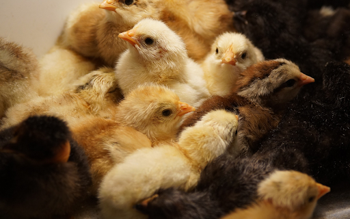 Newly hatched chicks  from Chrome web store to be run with OffiDocs Chromium online