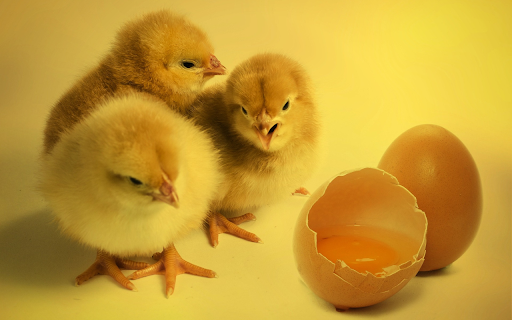 Newly hatched fluffy chicks  from Chrome web store to be run with OffiDocs Chromium online