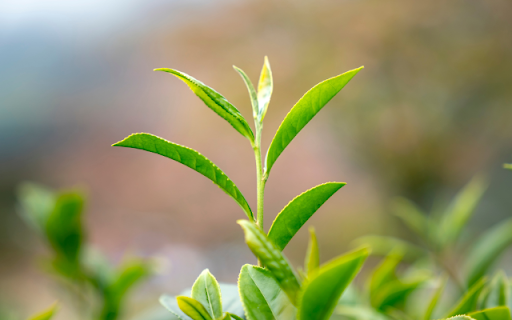 New Sprout Theme from Chrome web store to be run with OffiDocs Chromium online New Sprout Theme from Chrome web store to be run with OffiDocs Chromium online