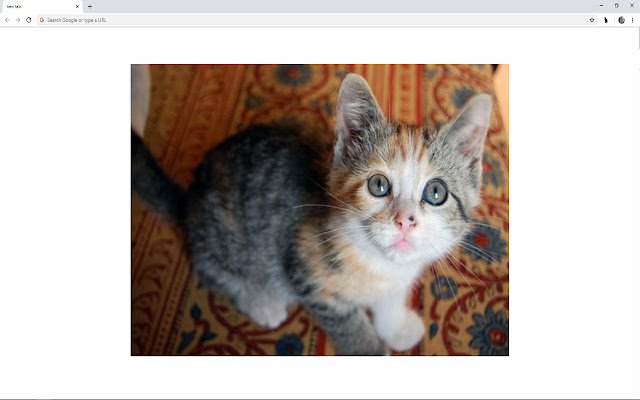 New Tab, New Cat  from Chrome web store to be run with OffiDocs Chromium online