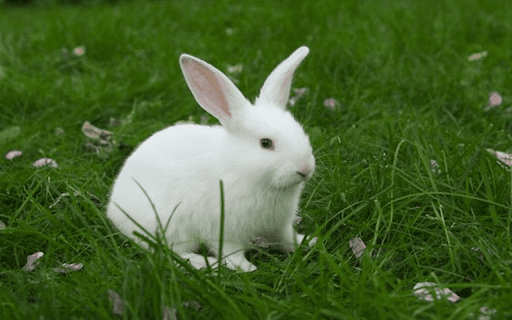 New Zealand white rabbit wallpaper  from Chrome web store to be run with OffiDocs Chromium online