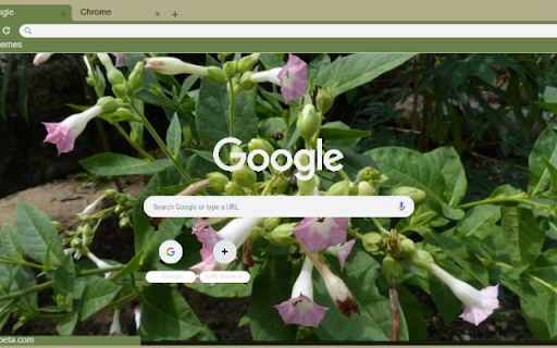 Nicotiana  from Chrome web store to be run with OffiDocs Chromium online