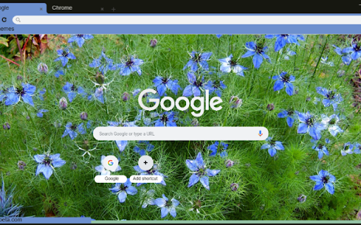 Nigella Damascena  from Chrome web store to be run with OffiDocs Chromium online