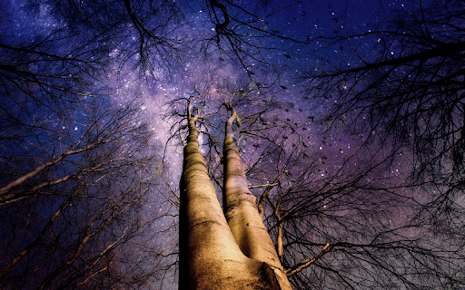 Night star flower tree  from Chrome web store to be run with OffiDocs Chromium online