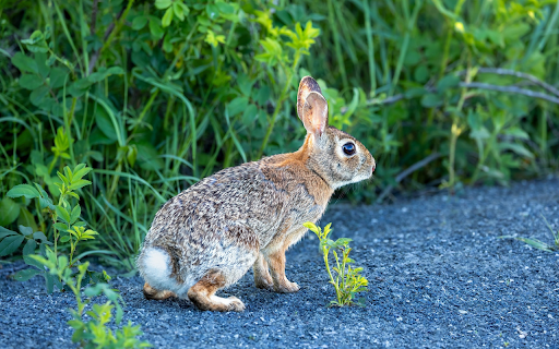 Nimble Hare  from Chrome web store to be run with OffiDocs Chromium online