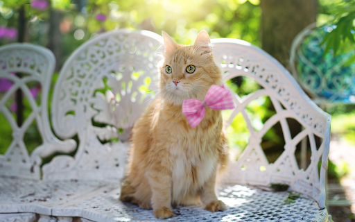 Noble golden cat  from Chrome web store to be run with OffiDocs Chromium online