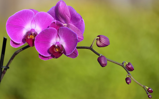 Noble orchids  from Chrome web store to be run with OffiDocs Chromium online