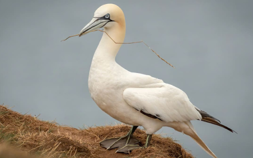 Northern Gannet: The Elegant Diver of the Sea  from Chrome web store to be run with OffiDocs Chromium online