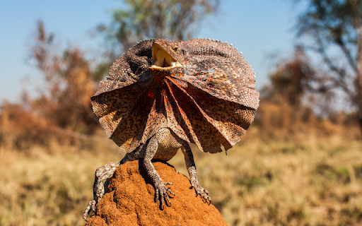 ntroduction to the Theme: Chlamydosaurus Kingii (Frilled Neck Lizard)  from Chrome web store to be run with OffiDocs Chromium online