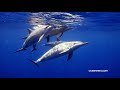 OceanHeroSave the Oceans על ידי גלישה באינטרנט מחנות האינטרנט של Chrome להפעלה עם OffiDocs Chromium מקוון