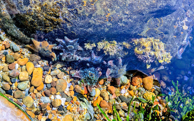 Ocean Mini rock pool  from Chrome web store to be run with OffiDocs Chromium online