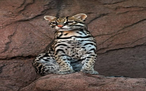 ocelot wallpaper  from Chrome web store to be run with OffiDocs Chromium online