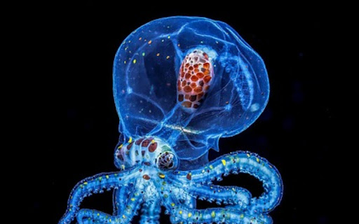 OCTOPUS THEME  from Chrome web store to be run with OffiDocs Chromium online