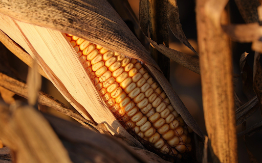Old corn cobs separate clothes  from Chrome web store to be run with OffiDocs Chromium online