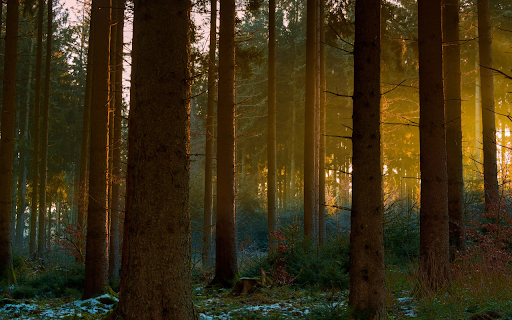 old forest  from Chrome web store to be run with OffiDocs Chromium online
