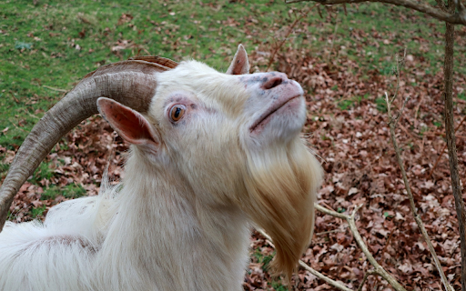 Old goat  from Chrome web store to be run with OffiDocs Chromium online