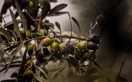 Olives  from Chrome web store to be run with OffiDocs Chromium online