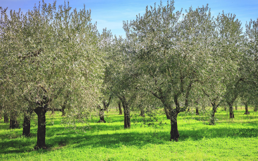 Olive Tree  from Chrome web store to be run with OffiDocs Chromium online