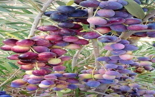olive tree wallpaper  from Chrome web store to be run with OffiDocs Chromium online