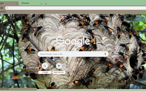 Ong Vo Ve  from Chrome web store to be run with OffiDocs Chromium online