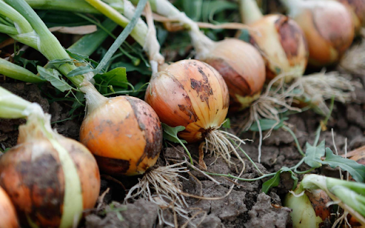 Onion  from Chrome web store to be run with OffiDocs Chromium online