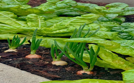 onion and lettuce wallpaper  from Chrome web store to be run with OffiDocs Chromium online