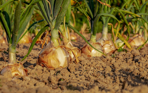Onions are in good season  from Chrome web store to be run with OffiDocs Chromium online