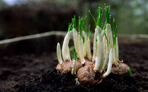 Onions sprout  from Chrome web store to be run with OffiDocs Chromium online