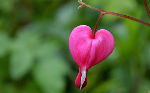 Open heart flower  from Chrome web store to be run with OffiDocs Chromium online