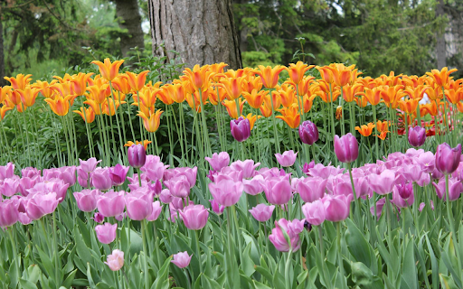 Orange and Purple Tulips  from Chrome web store to be run with OffiDocs Chromium online