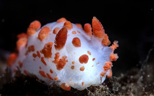 Orange and white snail  from Chrome web store to be run with OffiDocs Chromium online