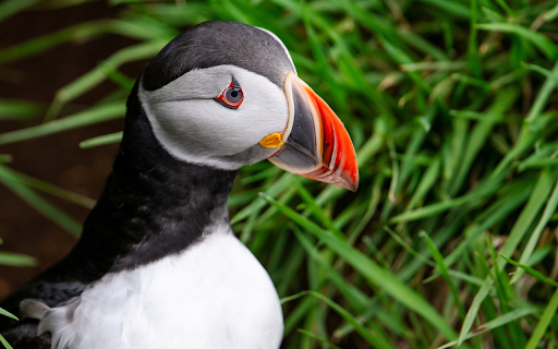 Orange Beak Bird  from Chrome web store to be run with OffiDocs Chromium online