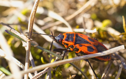Orange Beetle  from Chrome web store to be run with OffiDocs Chromium online