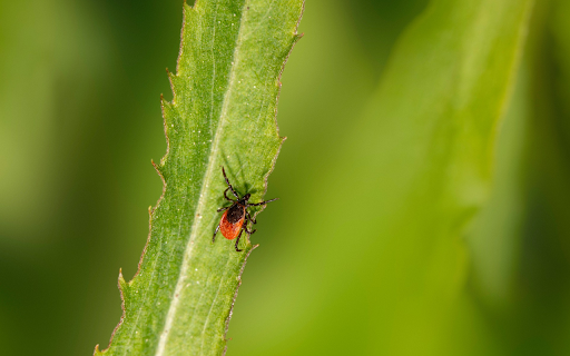 Orange Beetle on the Leaf  from Chrome web store to be run with OffiDocs Chromium online