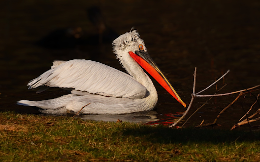 Orange billed pelican  from Chrome web store to be run with OffiDocs Chromium online