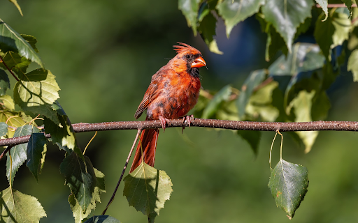 Orange Bird  from Chrome web store to be run with OffiDocs Chromium online