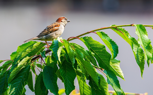 Orange brown bird  from Chrome web store to be run with OffiDocs Chromium online