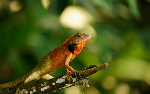 orange brown lizard  from Chrome web store to be run with OffiDocs Chromium online
