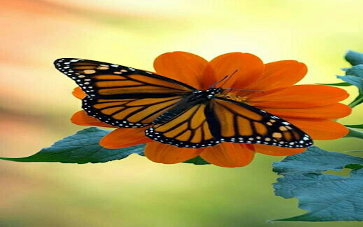 Orange butterfly pea flower wallpaper  from Chrome web store to be run with OffiDocs Chromium online