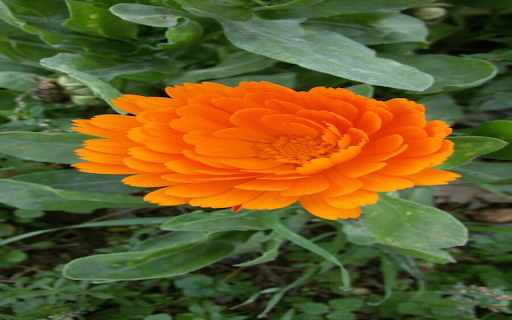 Orange Chrysanthemum Wallpaper  from Chrome web store to be run with OffiDocs Chromium online