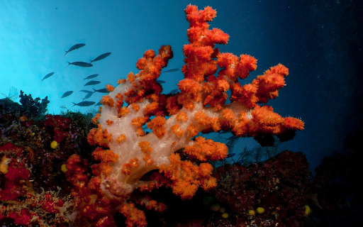 Orange Coral Dust  from Chrome web store to be run with OffiDocs Chromium online