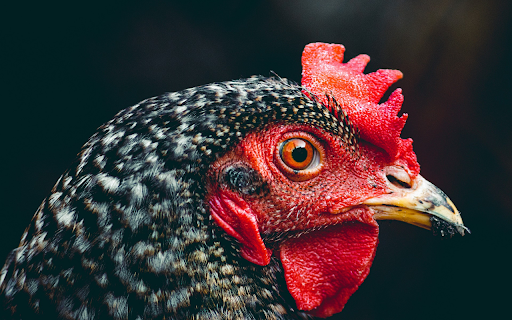 Orange eyed chicken with red comb  from Chrome web store to be run with OffiDocs Chromium online