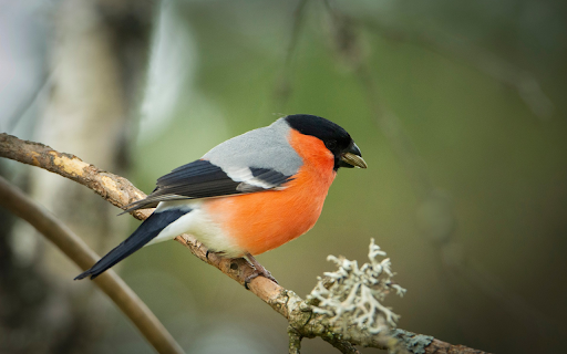Orange Feathered Bird  from Chrome web store to be run with OffiDocs Chromium online