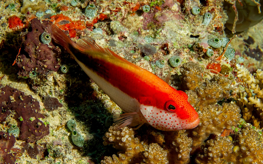 Orange Fish  from Chrome web store to be run with OffiDocs Chromium online