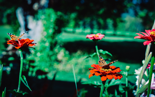 Orange flowers and butterflies  from Chrome web store to be run with OffiDocs Chromium online