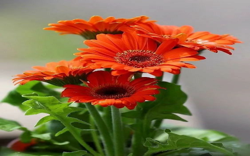 Orange gerbera wallpaper  from Chrome web store to be run with OffiDocs Chromium online